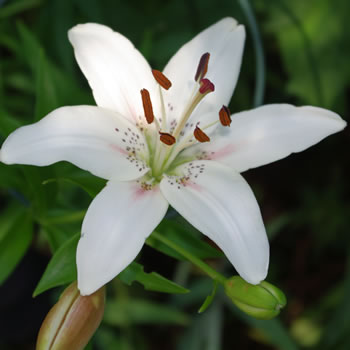 Lilium tigrinum King Pete 